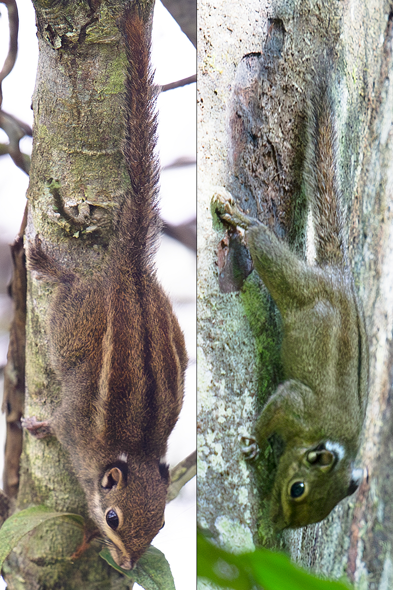 Maritime Striped Squirrel