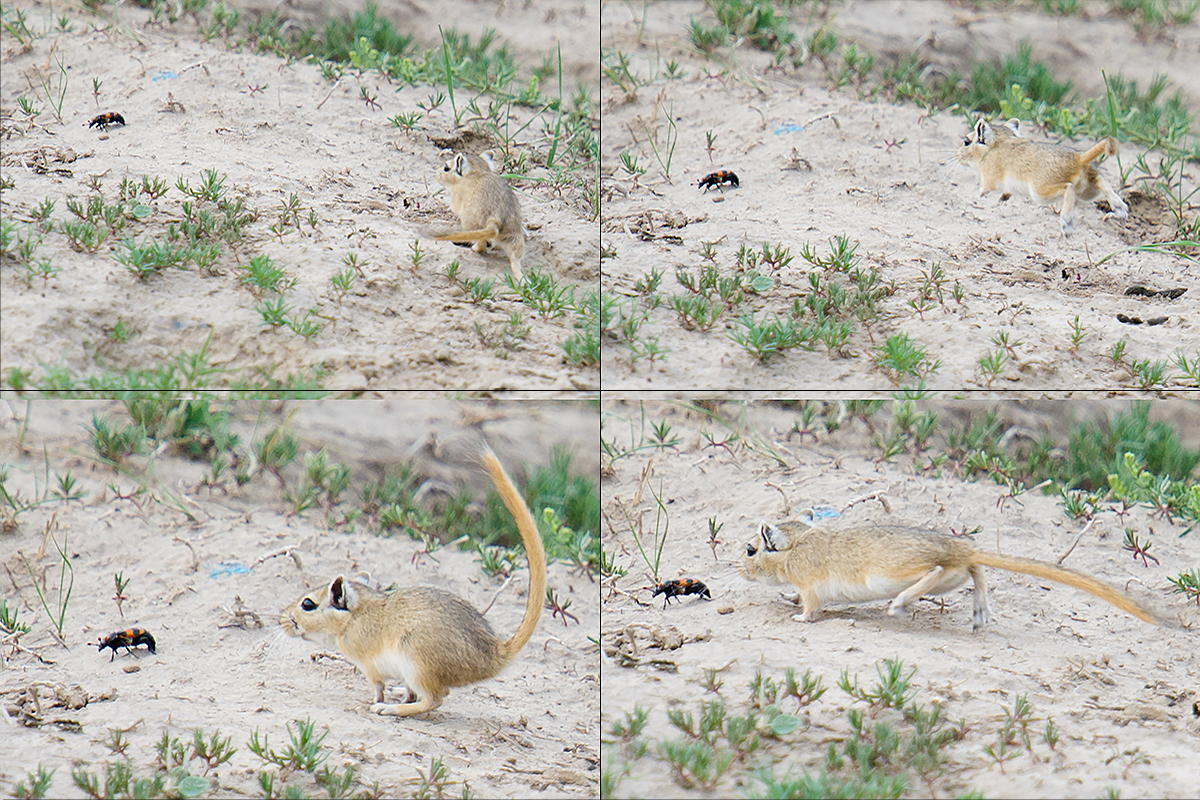 Mongolian Gerbil