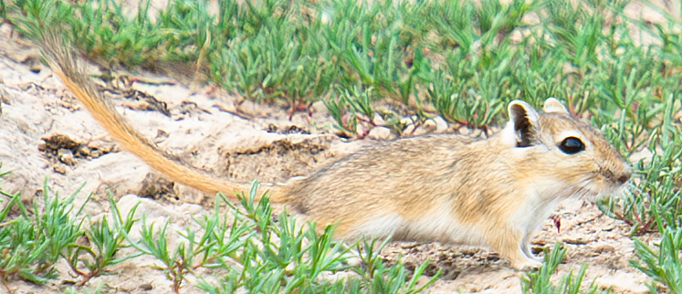 Mongolian Gerbil