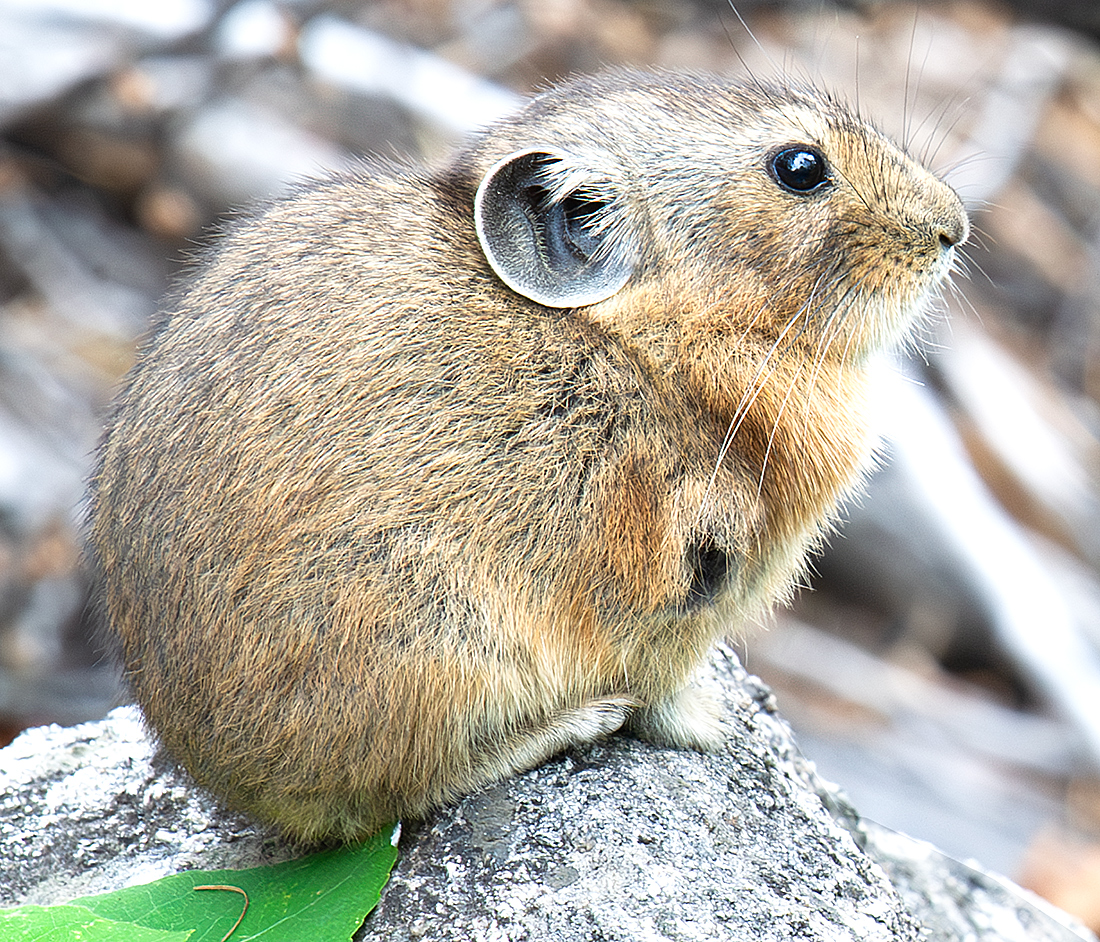 Northern Pika