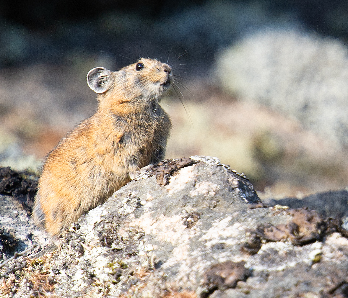 Northern Pika