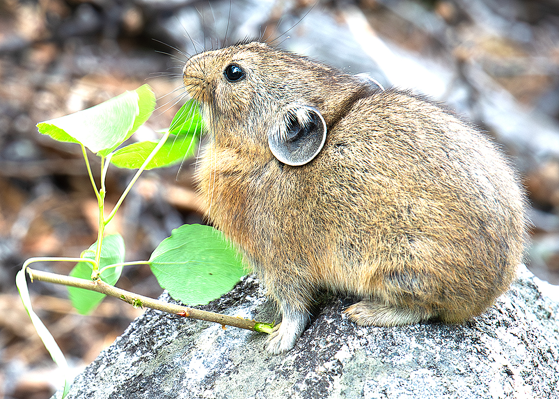 Northern Pika