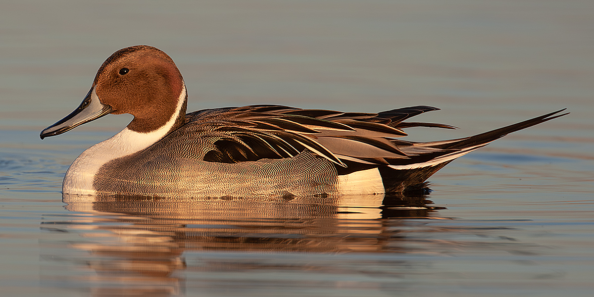 Northern Pintail