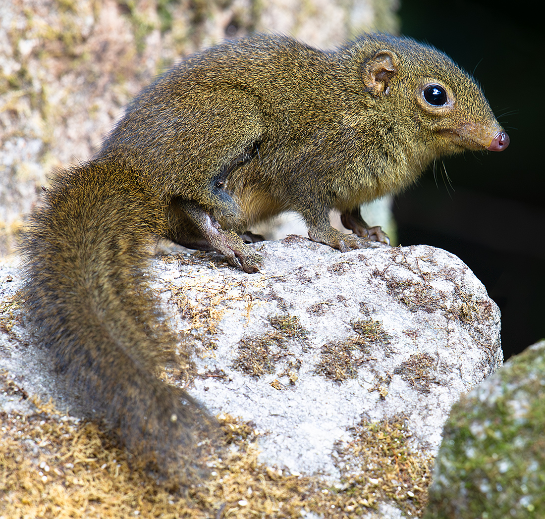 Northern Tree Shrew