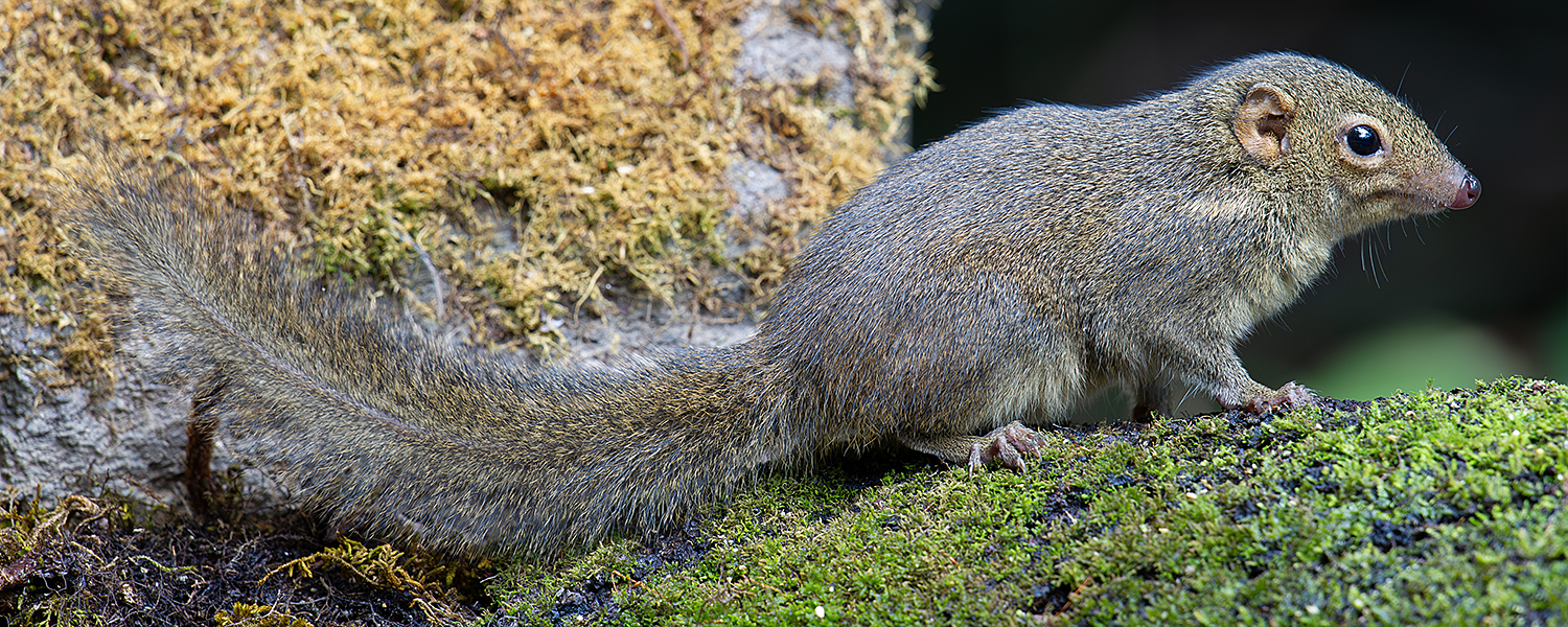 Northern Tree Shrew