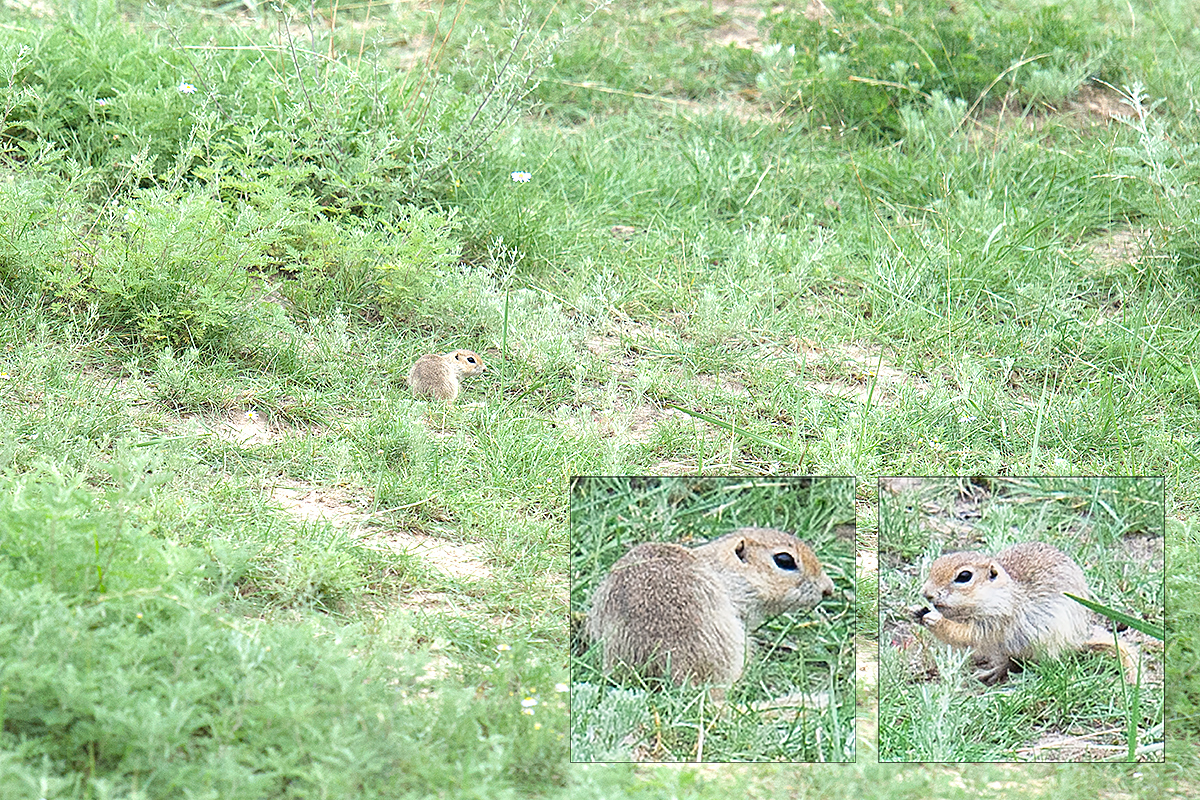 Alashan Ground Squirrel