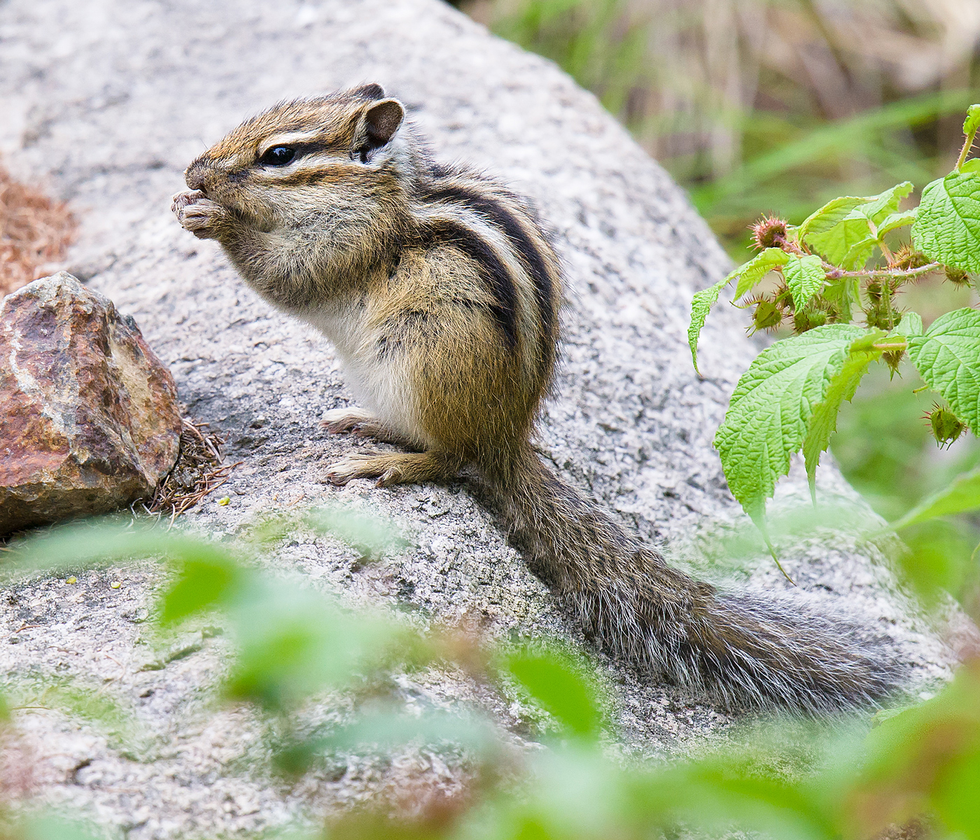 Siberian Chipmunk