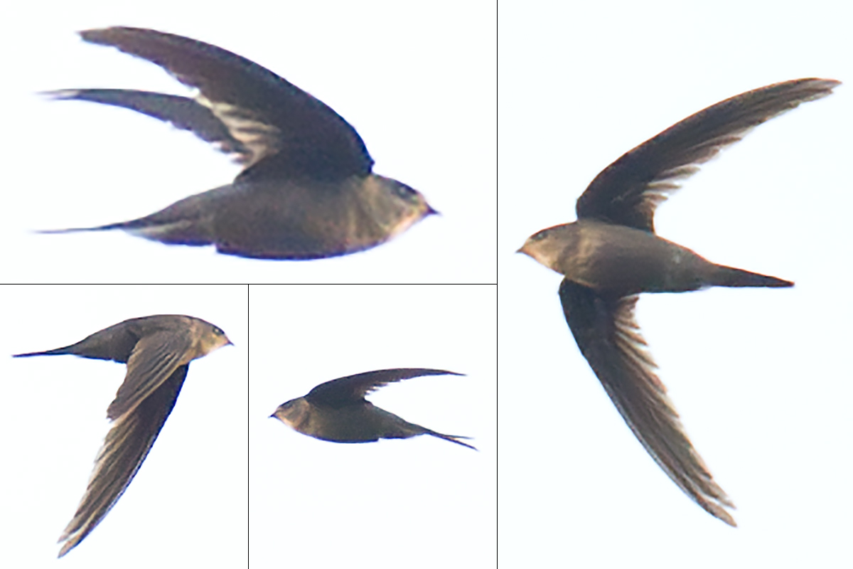 Asian Palm Swift