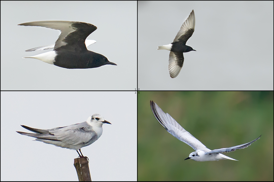 White-winged Tern