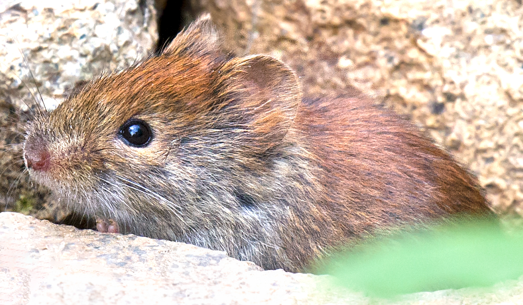 Grey Red-backed Vole