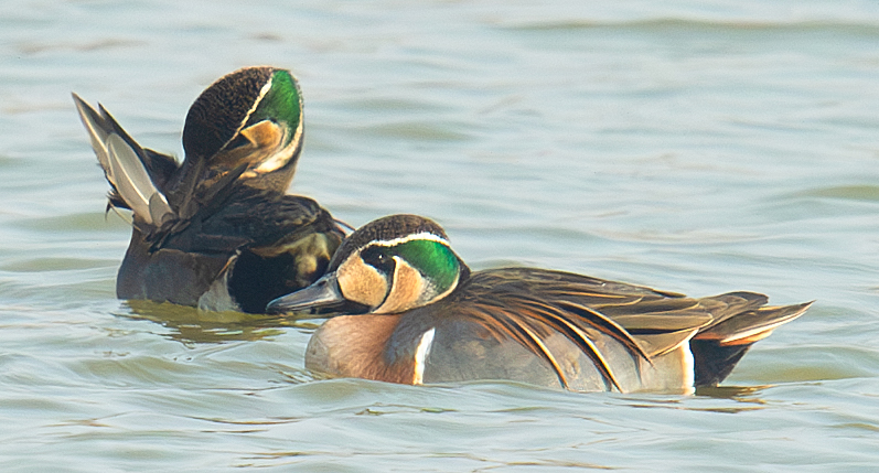 Baikal Teal