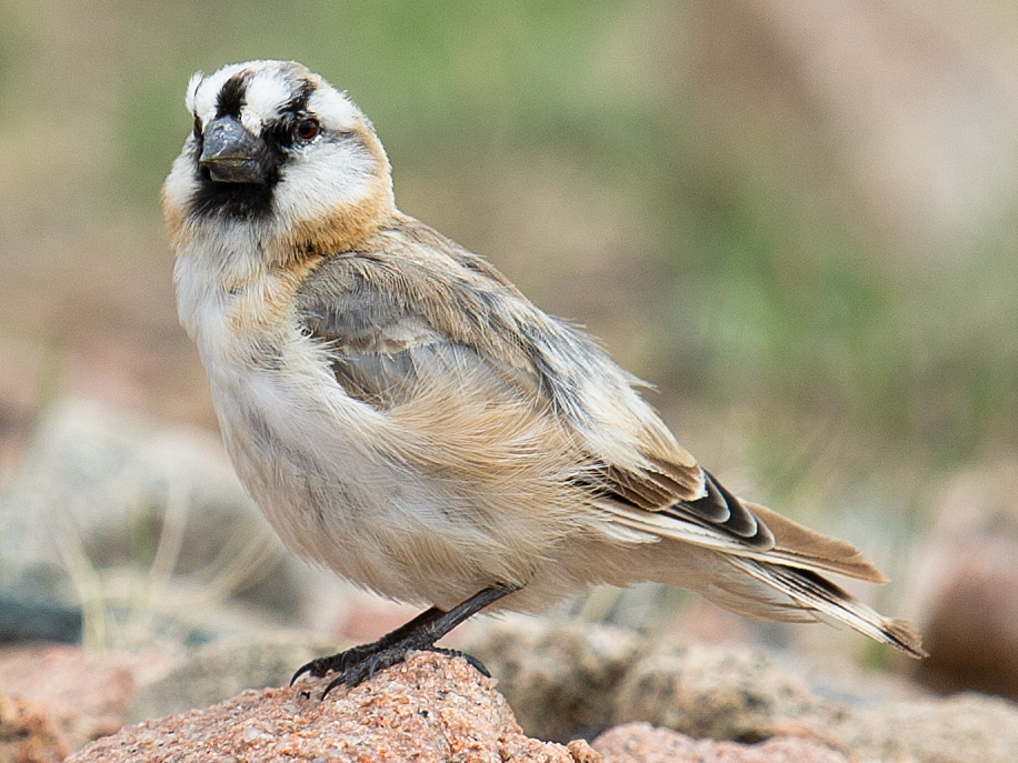 Blanford's Snowfinch