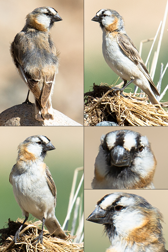 Blanford's Snowfinch