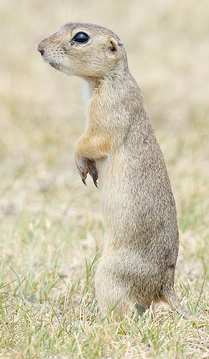 Daurian Ground Squirrel