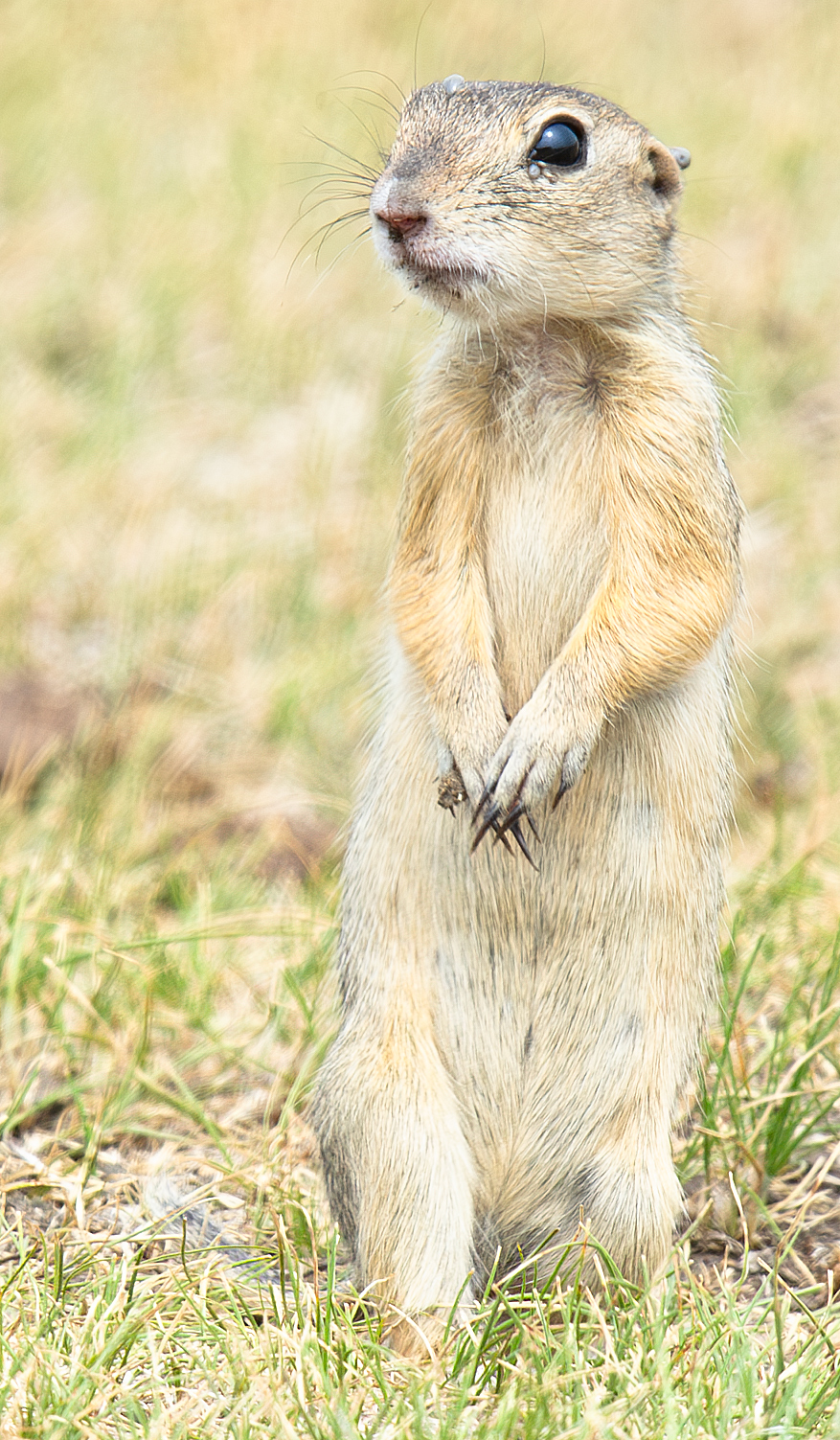 Daurian Ground Squirrel