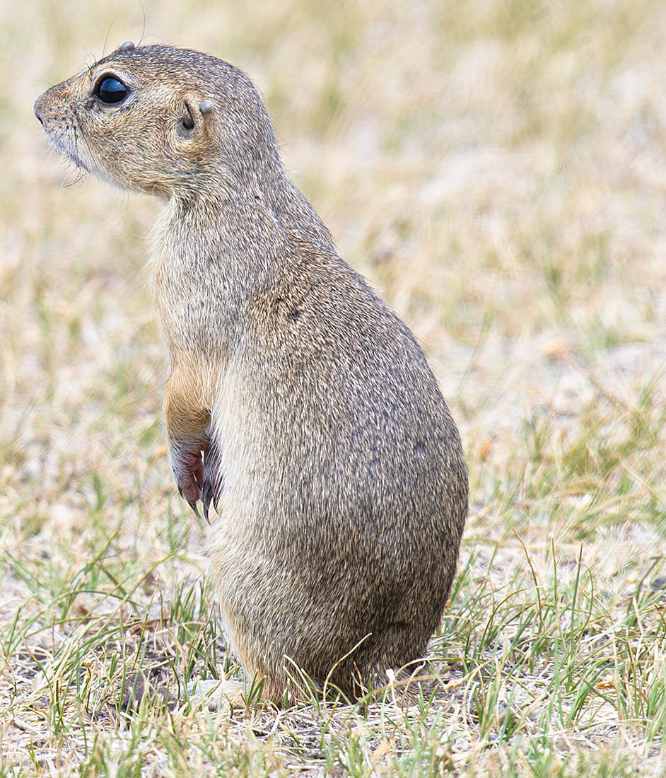 Daurian Ground Squirrel