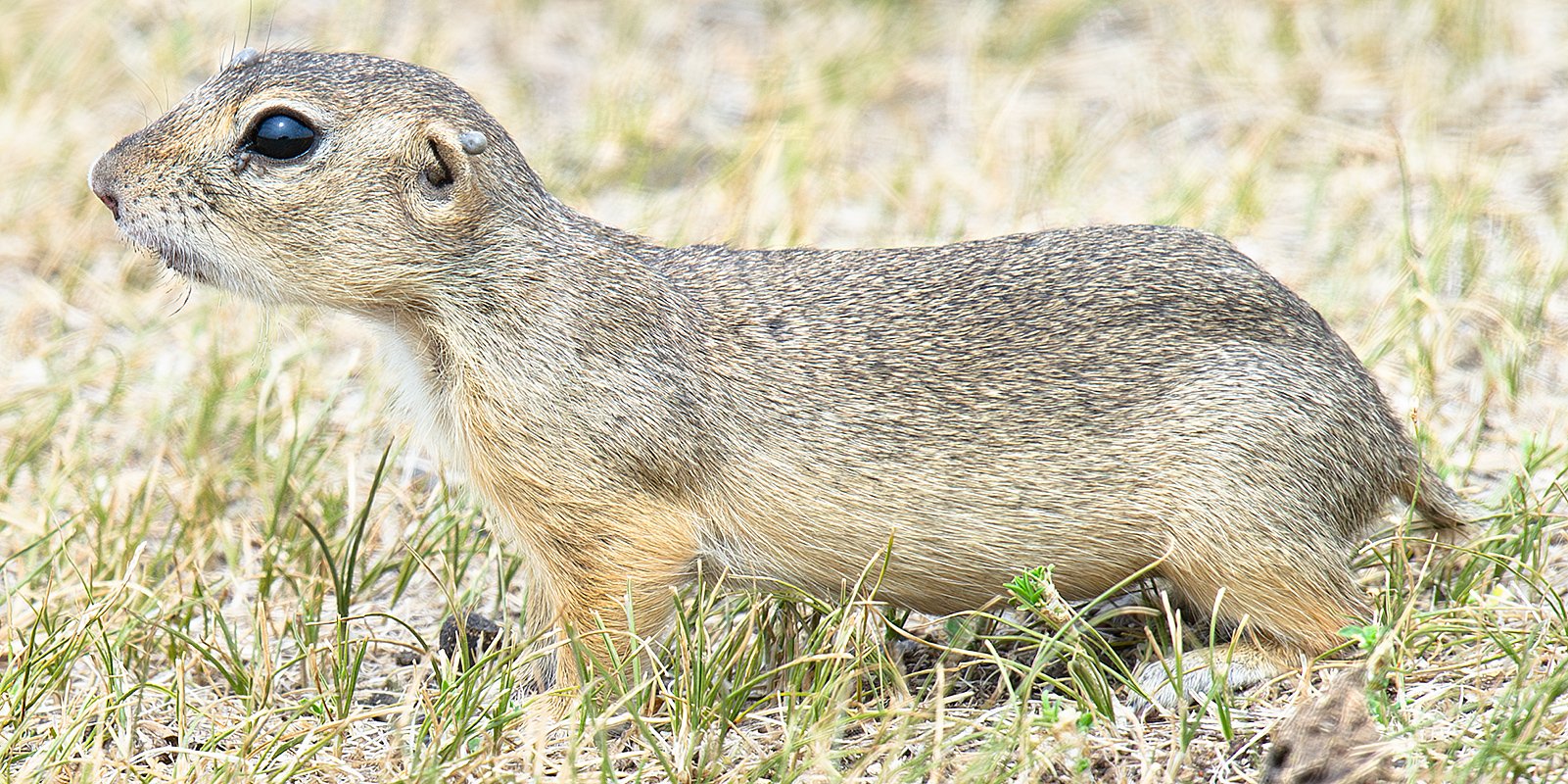 Daurian Ground Squirrel