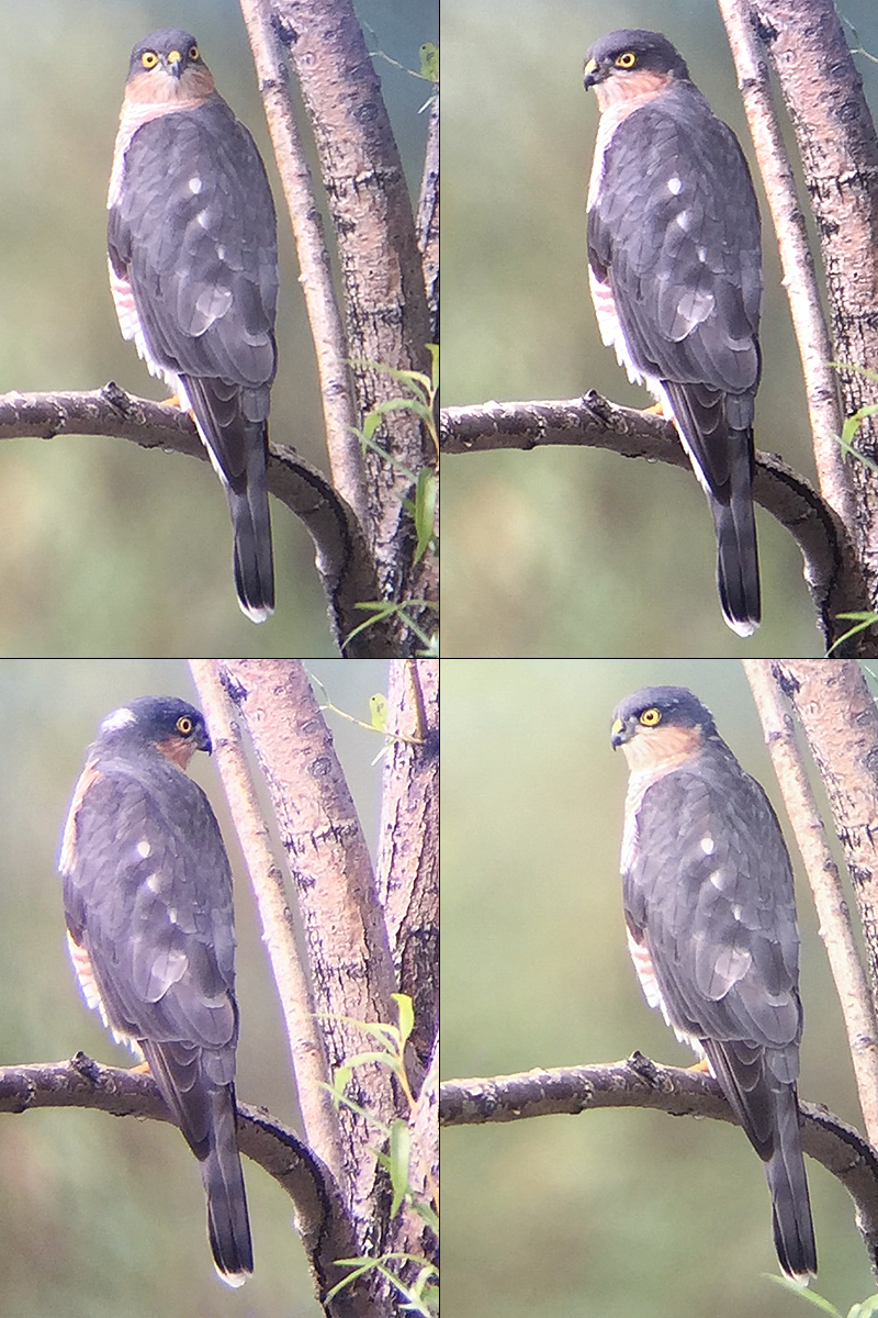 Eurasian Sparrowhawk