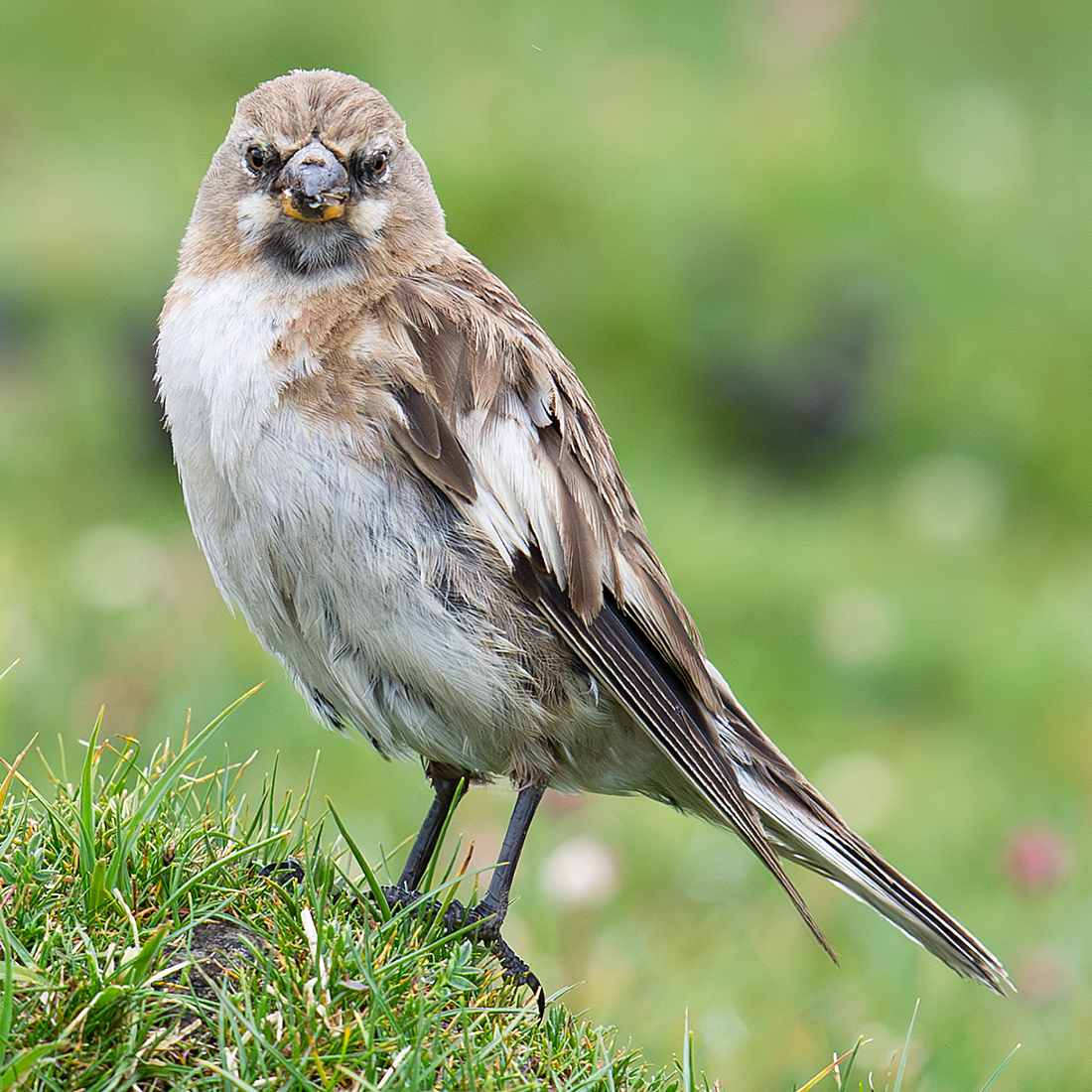 Tibetan Snowfinch