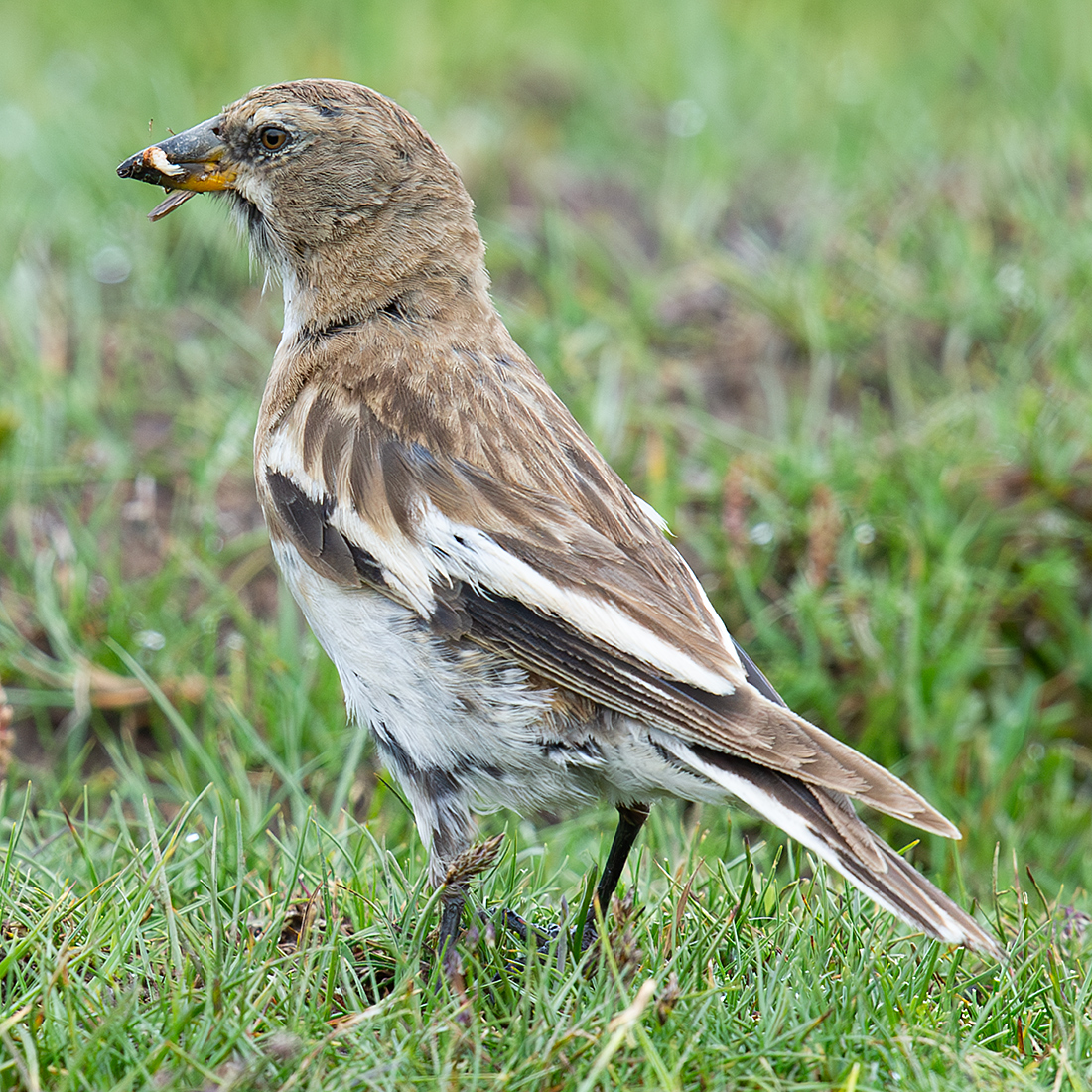 Tibetan Snowfinch