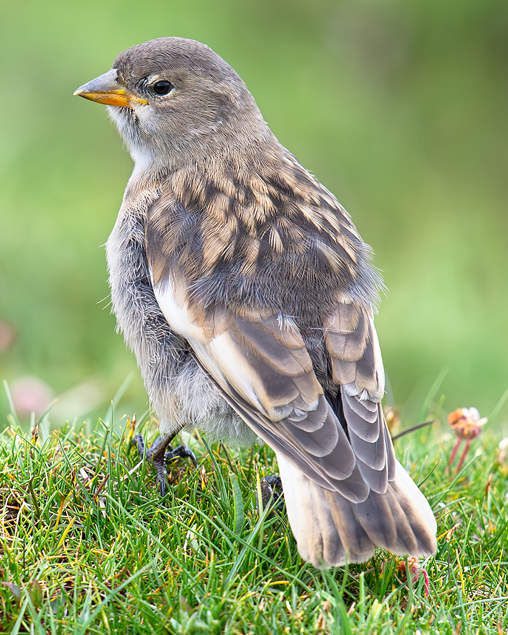 Tibetan Snowfinch