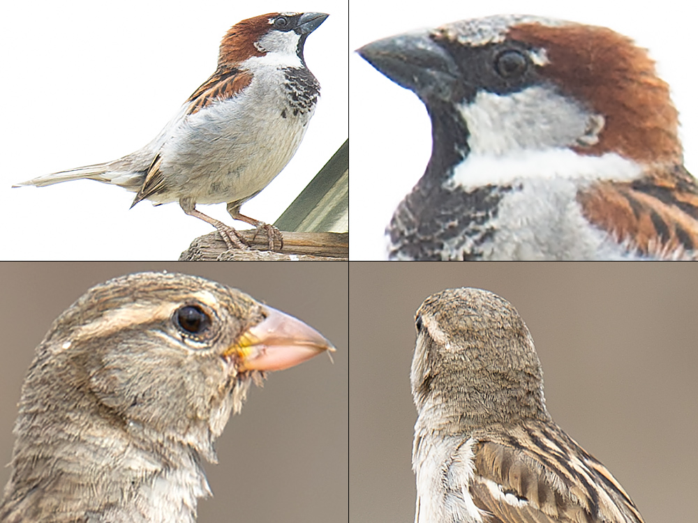 House Sparrow