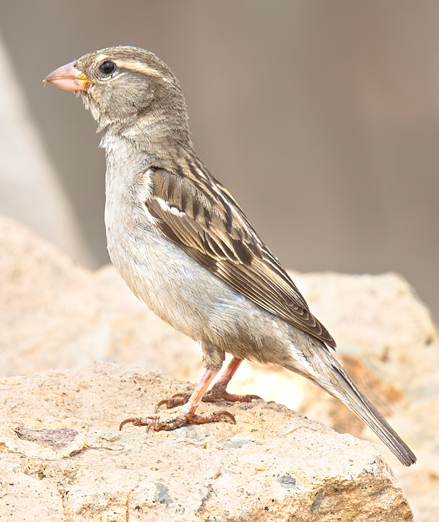 House Sparrow