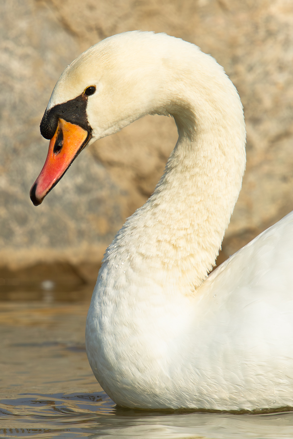 Mute Swan