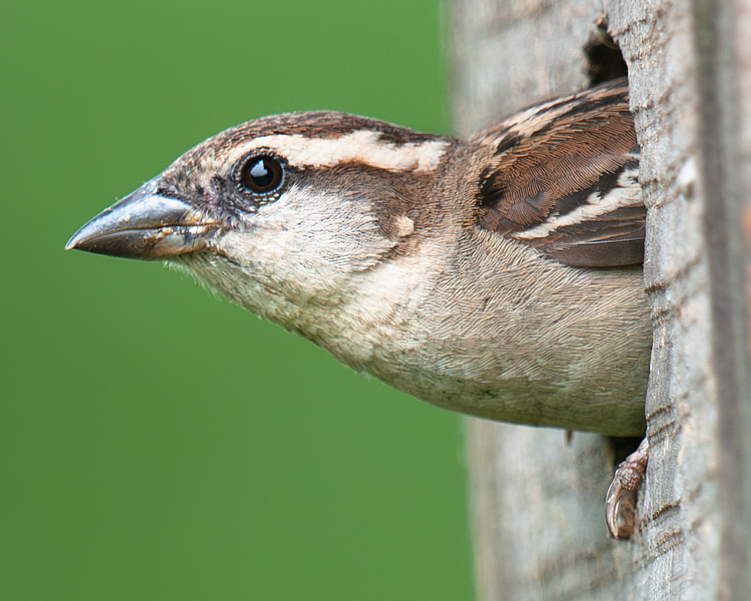 Russet Sparrow