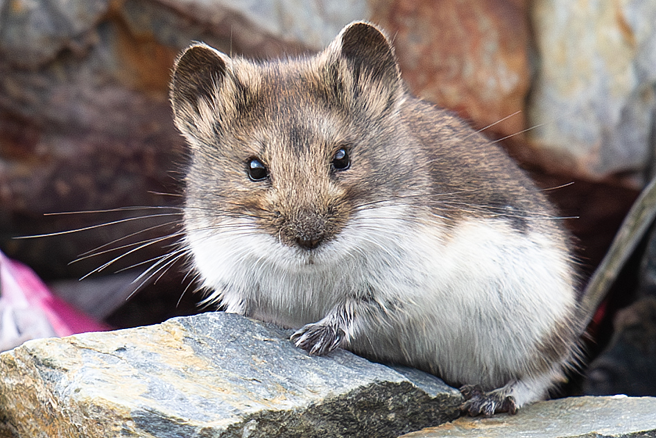 Tibetan Dwarf Hamster