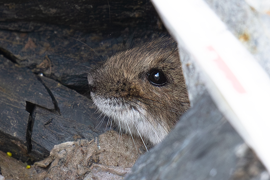 Tibetan Dwarf Hamster