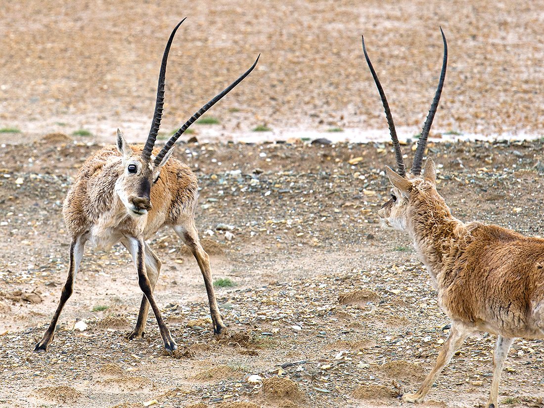 Tibetan Antelope