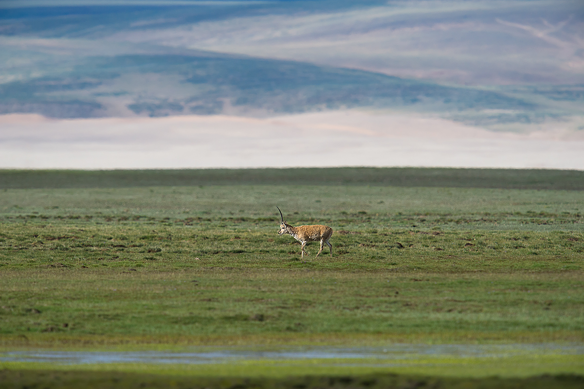 Tibetan Antelope