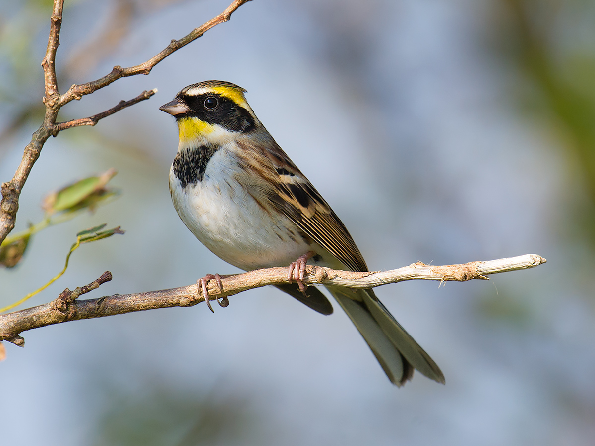 Yellow-throated Bunting