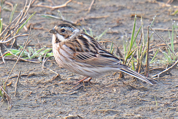 Common Reed Bunting