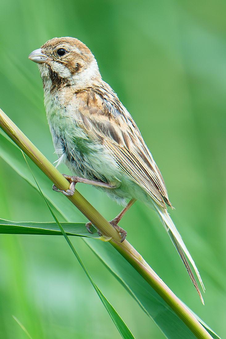 Common Reed Bunting