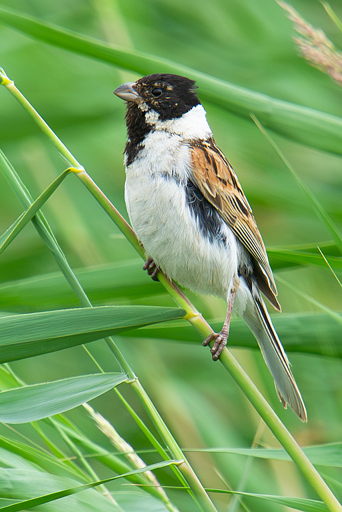 Common Reed Bunting