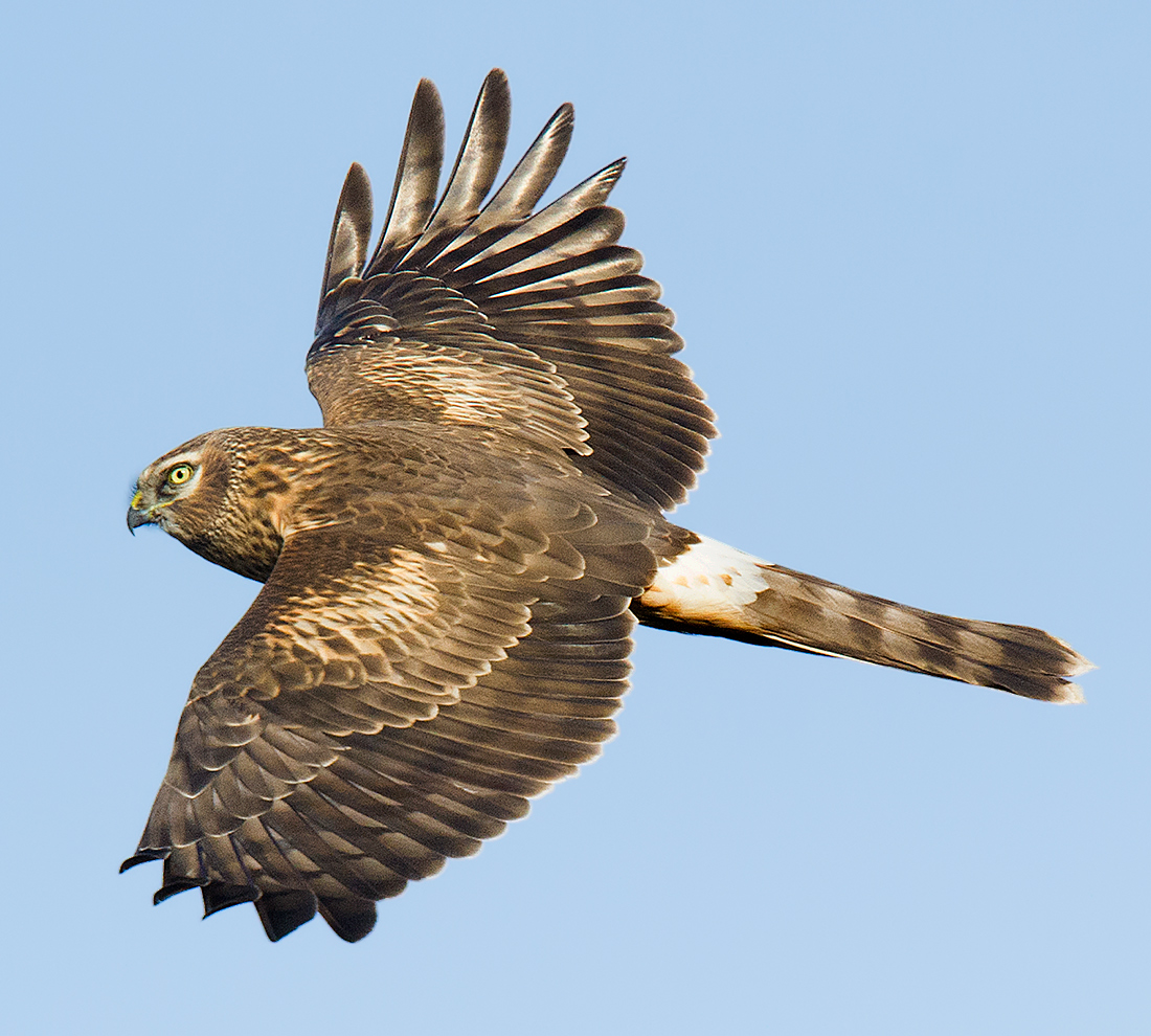 Hen Harrier