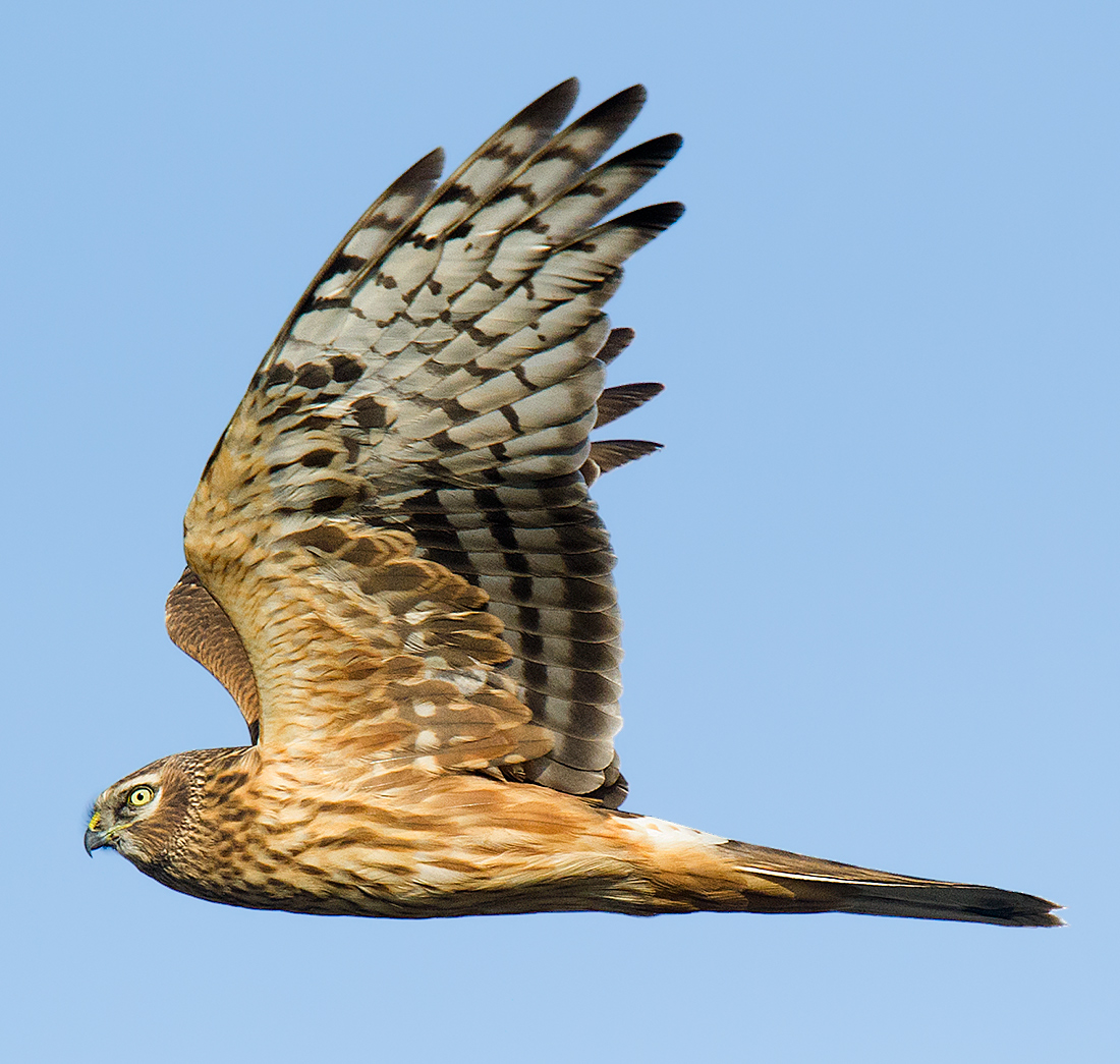 Hen Harrier