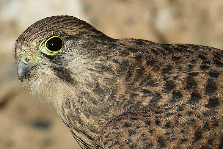 Common Kestrel