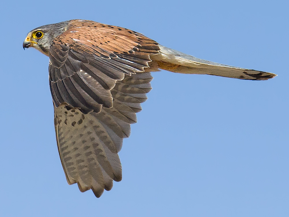 Common Kestrel