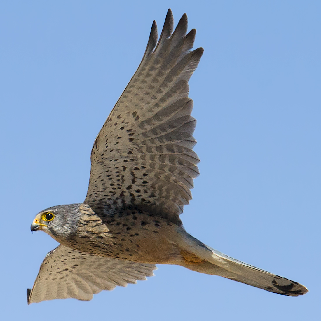 Common Kestrel