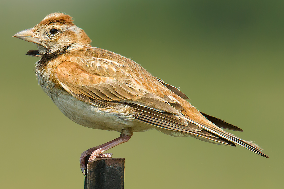 Mongolian Lark