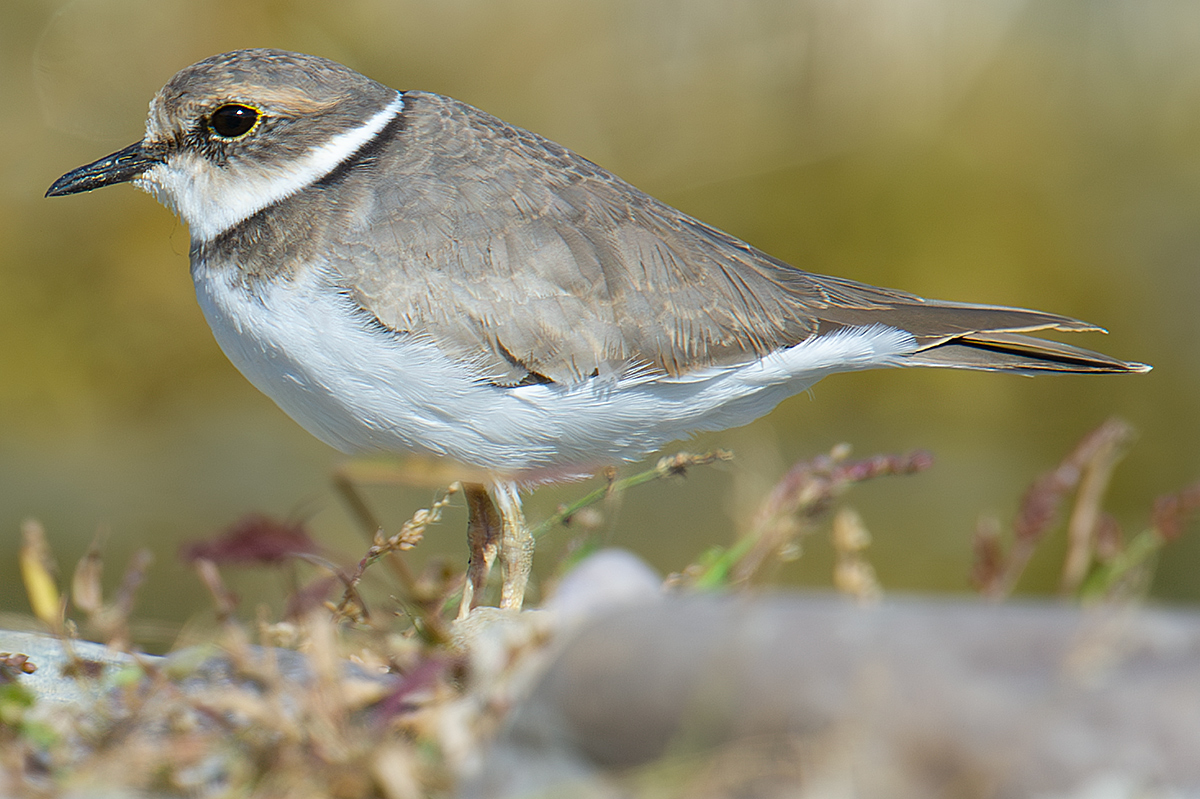 Long-billed Plover