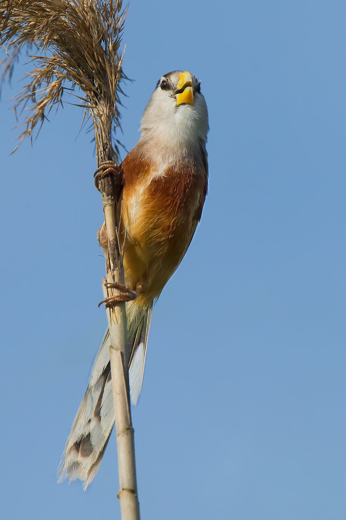 Reed Parrotbill