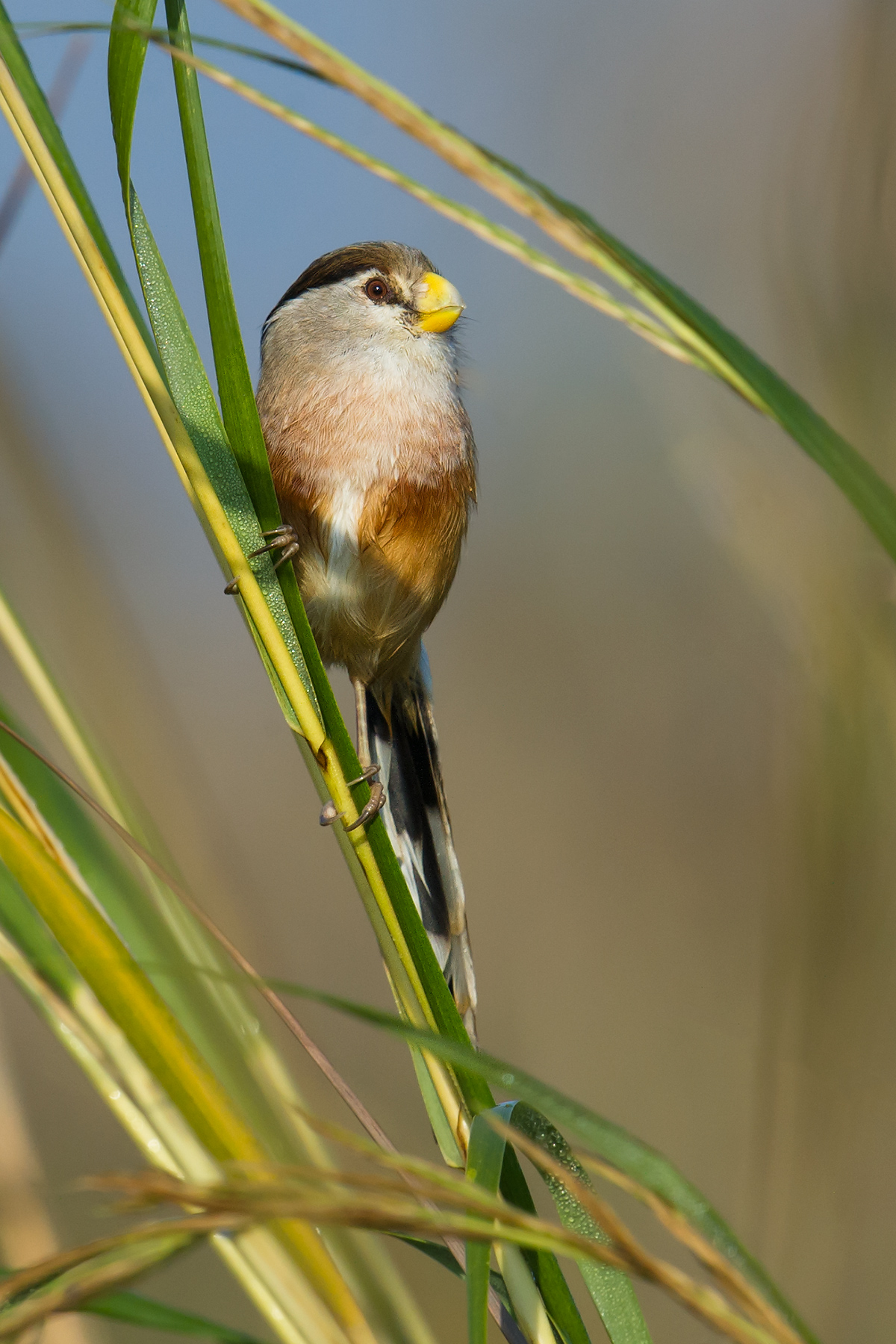 Reed Parrotbill