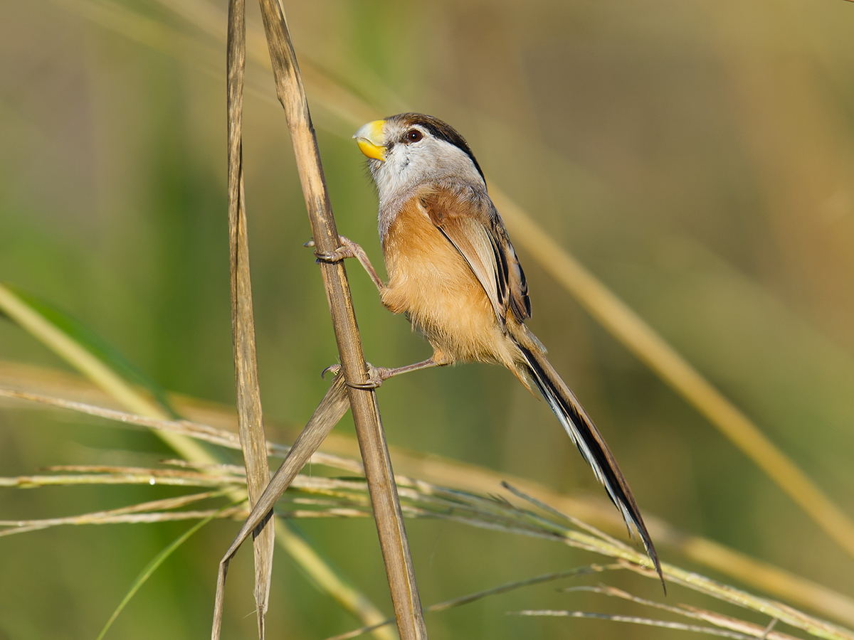 Reed Parrotbill