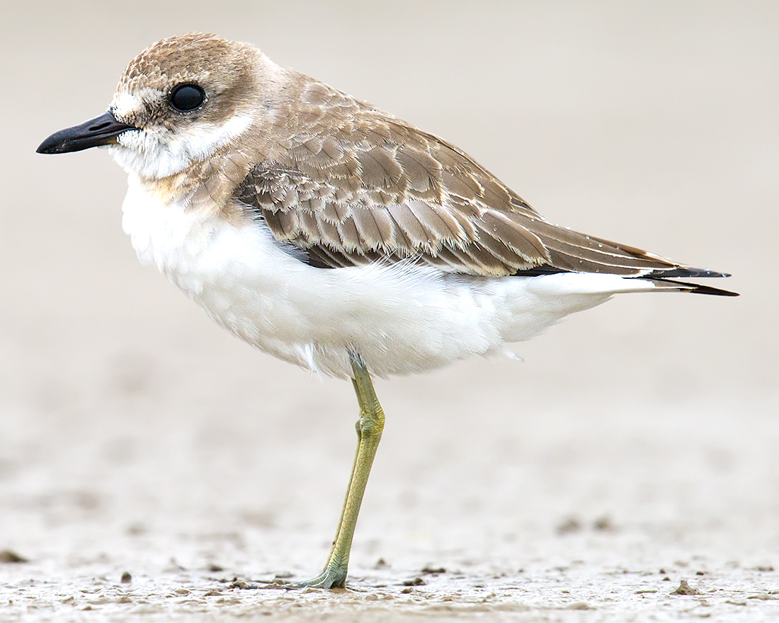 Greater Sand Plover