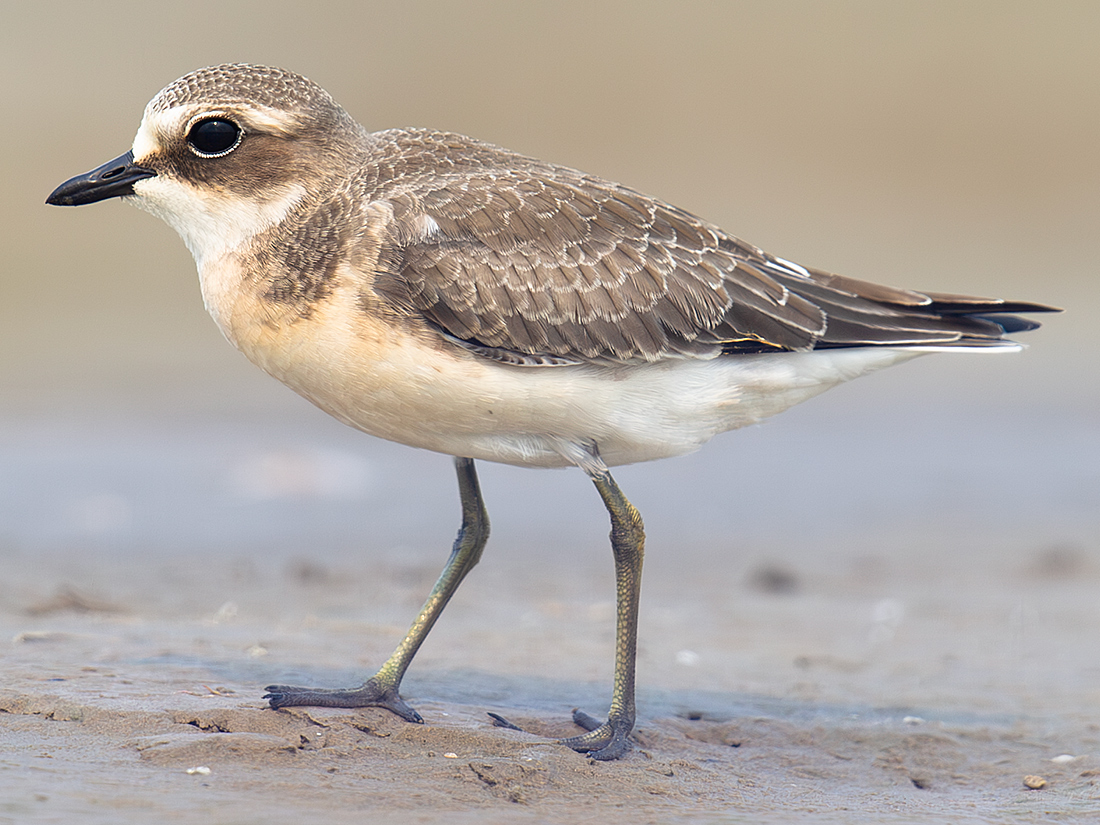 Siberian Sand Plover