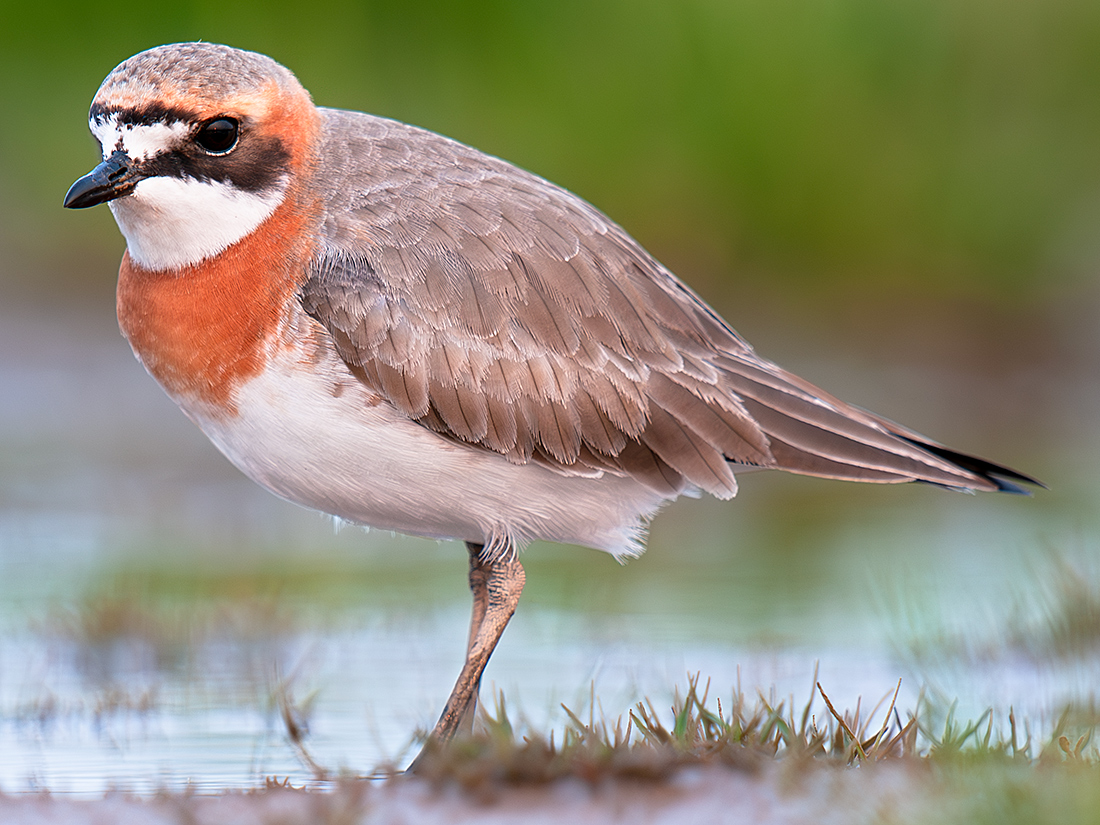 Siberian Sand Plover